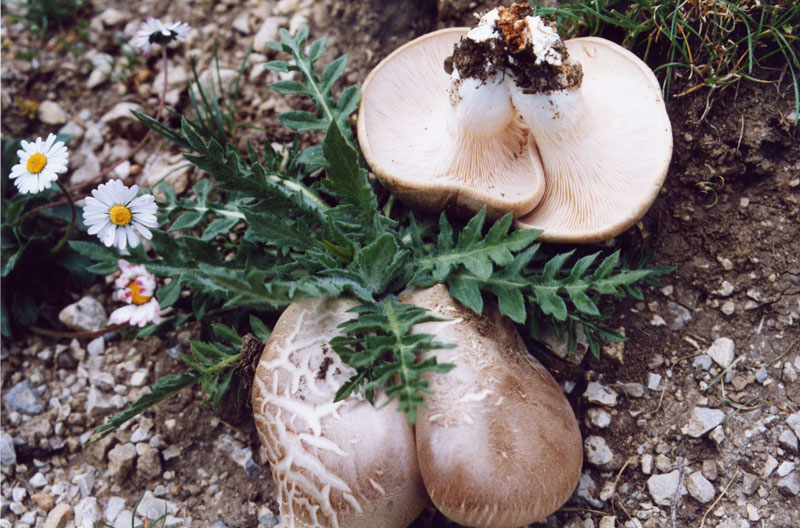 l''oro delle Madonie: P. nebrodensis (u funciu ri basiliscu)